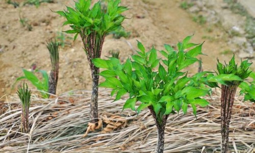 麻芋功效作用与主治-麻榆药用功效与禁忌、麻榆图片功效 -麻榆药用功效网