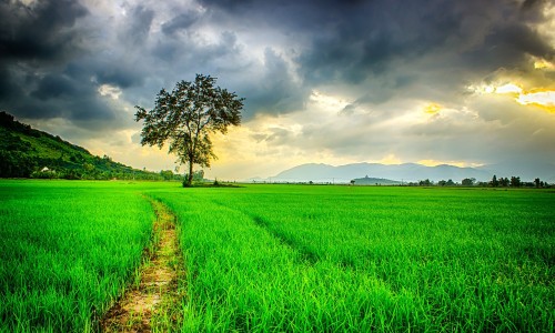 麻芋的功效和药用价值-麻榆药用功效与禁忌、麻榆图片功效 -麻榆药用功效网